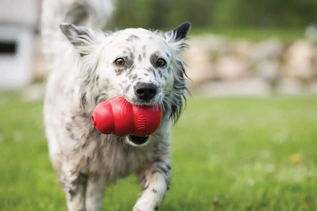 KONG Puppy Teething Toys - Puppy Binkie Dog Toys
