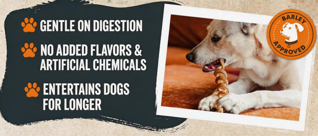 Mighty Paw brand dog chew infographic highlighting three key benefits with paw icons: 'GENTLE ON DIGESTION', 'NO ADDED FLAVORS & ARTIFICIAL CHEMICALS', and 'ENTERTAINS DOGS FOR LONGER'. To the right is a photo of a light-colored dog gnawing on a twisted chew. An orange 'BARLEY APPROVED' logo is in the top right.