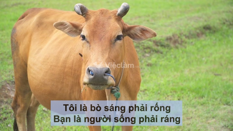 STT hài hước về công việc: "Tôi là bò sáng phải rống, bạn là người sống phải ráng."