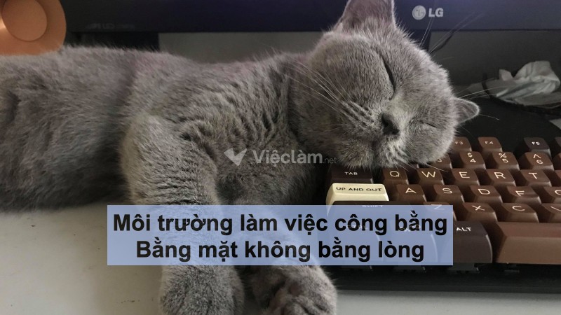 STT hài hước về công việc: "Môi trường làm việc công bằng. Bằng mặt không bằng lòng."