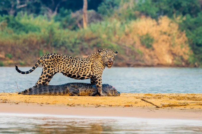 The Ethical Edge: Conservation Efforts and Responsible Safaris