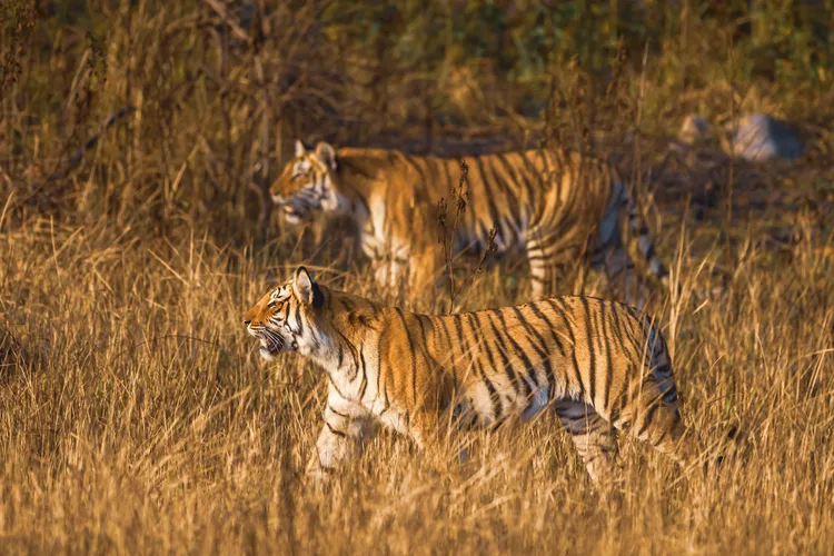 Beyond the Jeep: Tailor-Made Adventures and Rajasthan’s Cultural Canvas