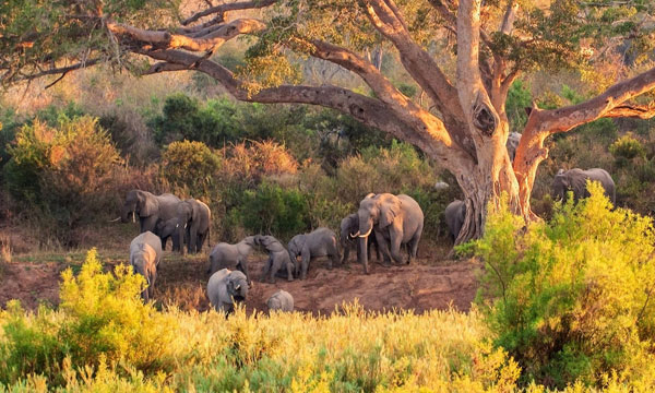 Beyond the Obvious: Safety Nets, Emergency Support, and Safari Peace of Mind