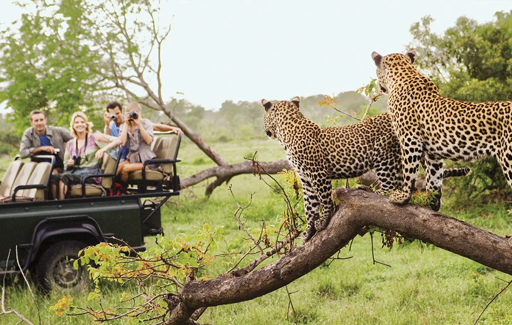 Behind the Scenes: How a Destination Management Company Turns South African Group Travel into Magic Cover