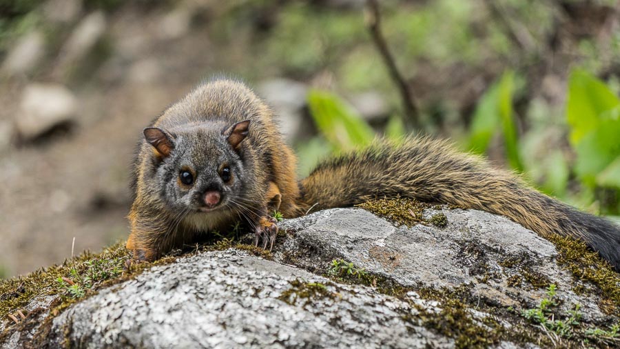'The' Flying Squirrel