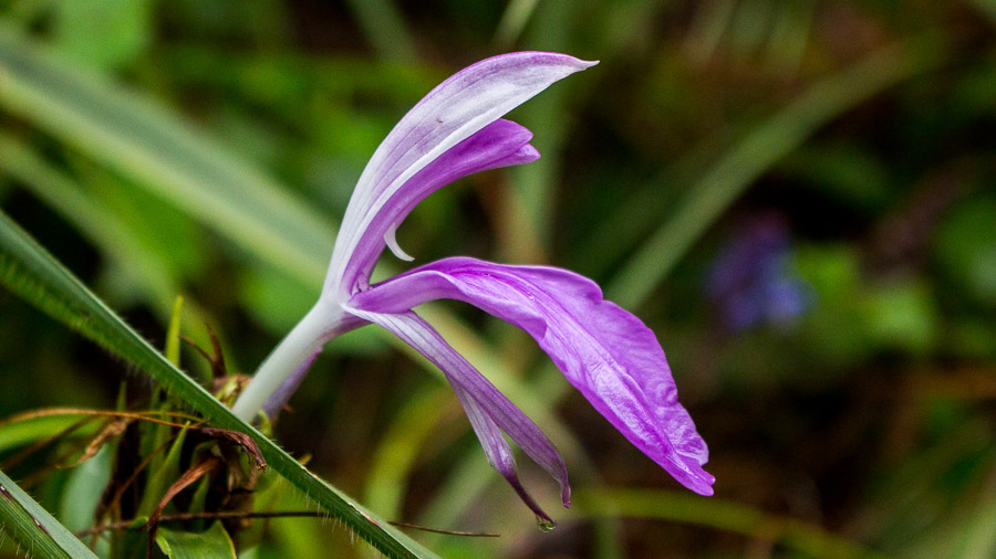 Roscoea Lily