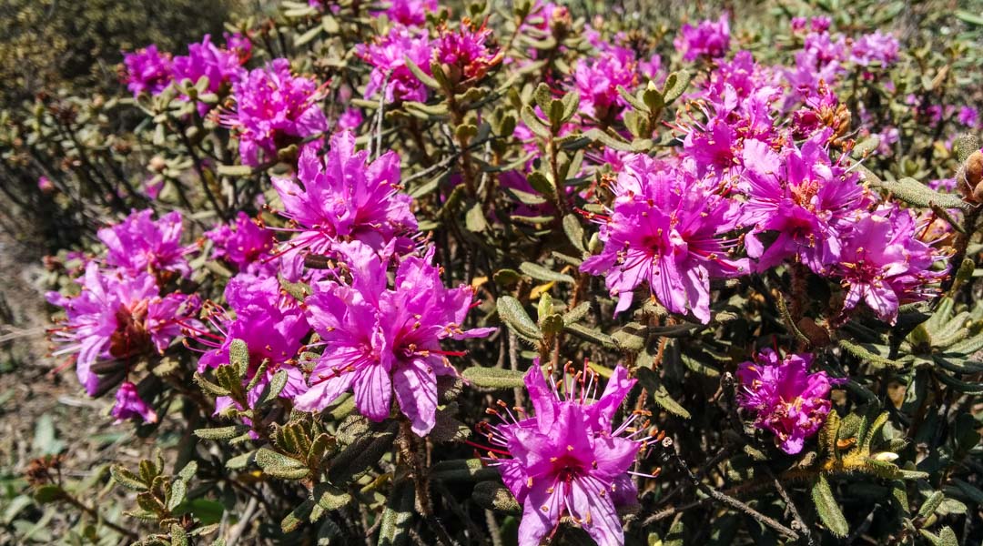 Dwarf Rhododendron