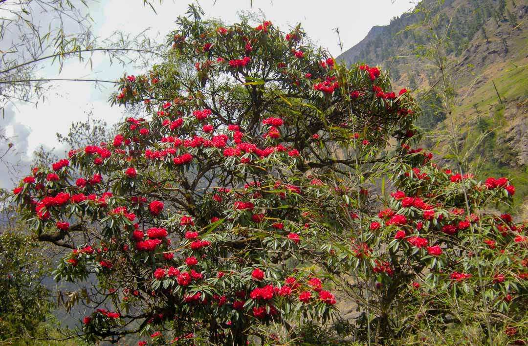 Tree Rhododendron aka Lali Gurans