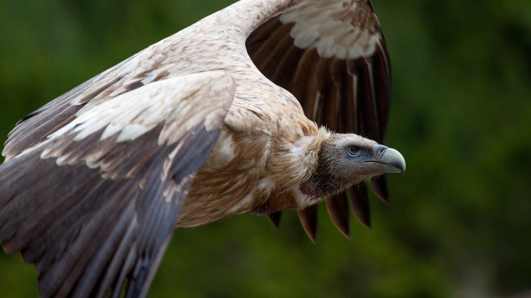 Himalayan Griffon