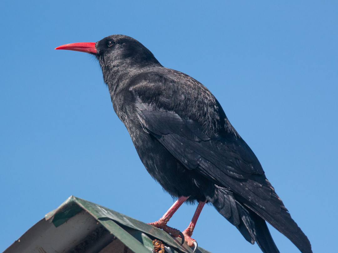 Red-billed Chough