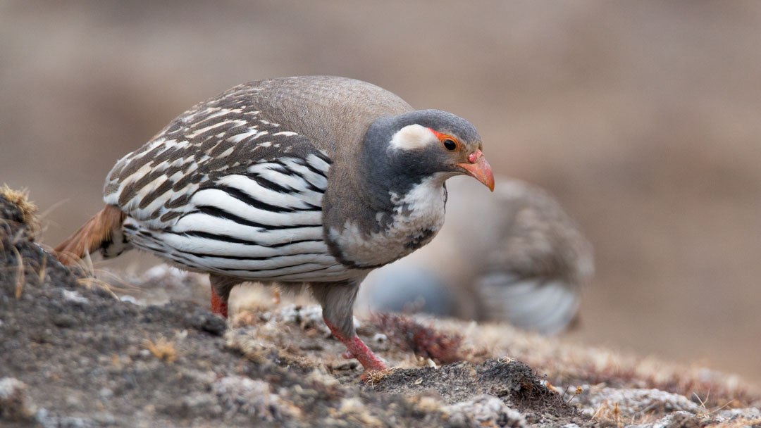 Tibetan Snowcock