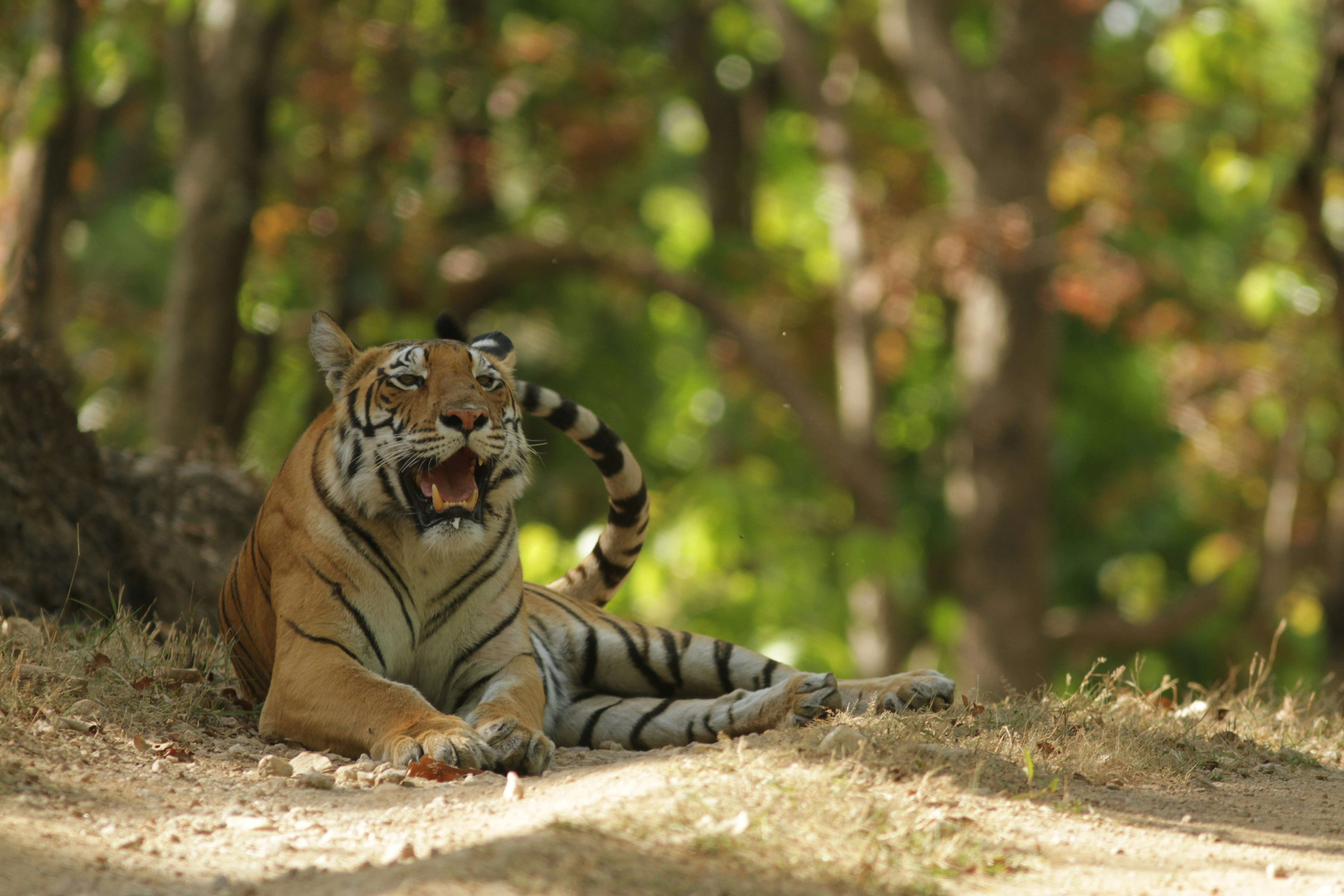 Central India wildlife