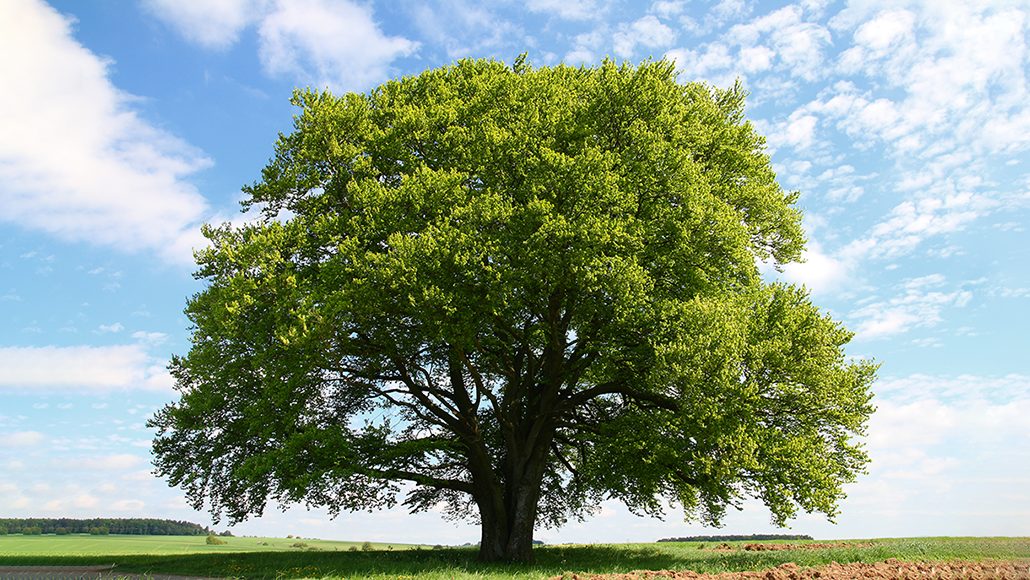 Weird Success Lesson from a Tree?