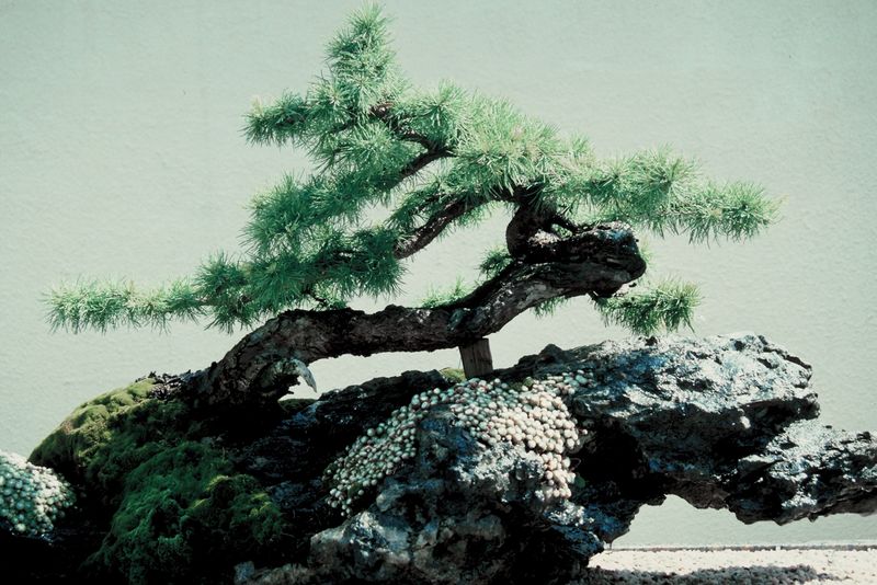 bonsai+1 Bonsai Care – Be Amazed at the Personal Health Benefits