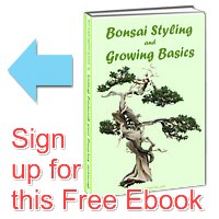 Bonsai_Styling_and_Growing_Basics