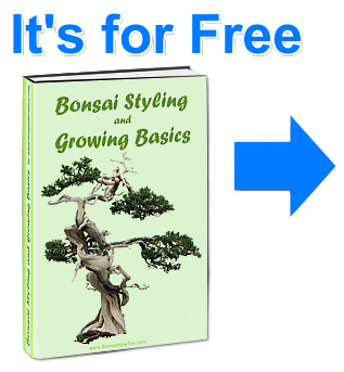 Bonsai_Styling_and_Growing_Basics