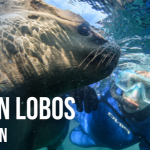 Buceo con lobos marinos en Puerto Madryn: una experiencia inolvidable en la Patagonia