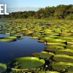 Esteros del Iberá, Corrientes: guía para descubrir el gran humedal de Argentina