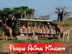 Parque Animal Kingdom