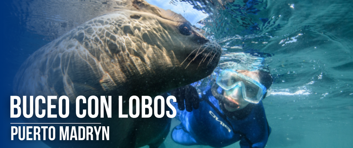 Buceo con lobos marinos en Puerto Madryn: una experiencia inolvidable en la Patagonia