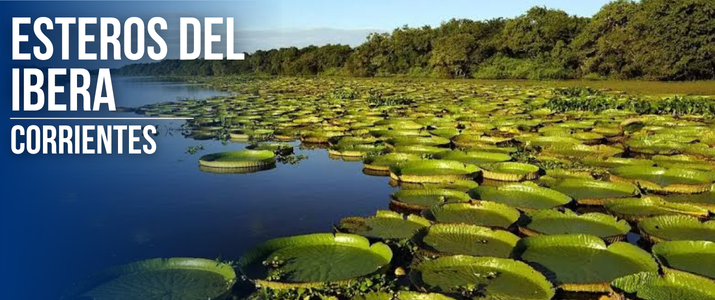 Esteros del Iberá, Corrientes: guía para descubrir el gran humedal de Argentina