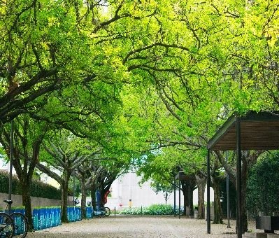 Feria de Flores en Medellín