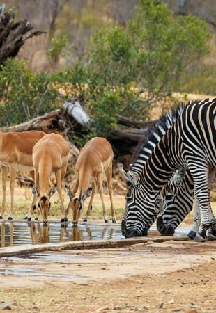 Pincelada Sudafricana con Kruger y Viñedos 2026