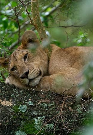 Africa 2026 Grandeza en cada Horizonte - Fauna y Etnias de Tanzania
