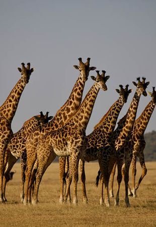 Africa 2026 Estrella de Kenia y Tanzania