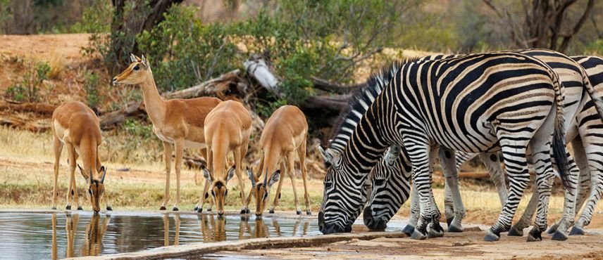 Pincelada Sudafricana con Kruger y Viñedos 2026