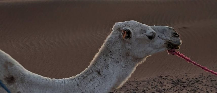 Marruecos Circuito del Sur 2026