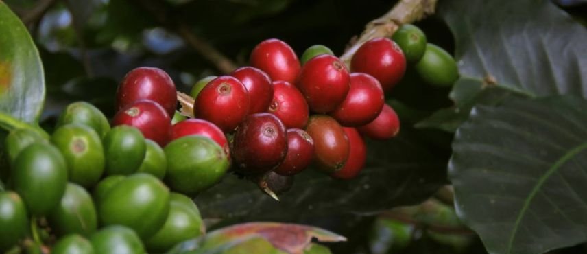 Gran Colombia Andes Café Y Caribe 2026