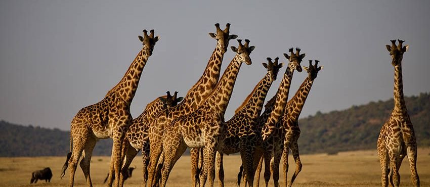 Africa 2026 Estrella de Kenia y Tanzania