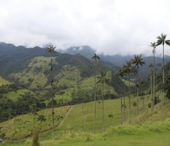Basico Eje Cafetero