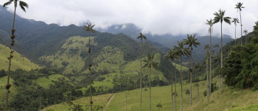 Basico Eje Cafetero