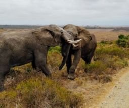 Sudafrica Fascinante