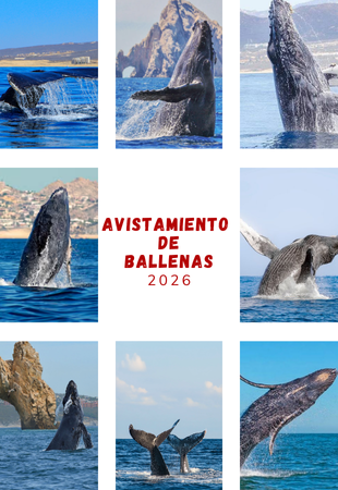 AVISTAMIENTO DE BALLENAS, LOS CABOS 2026