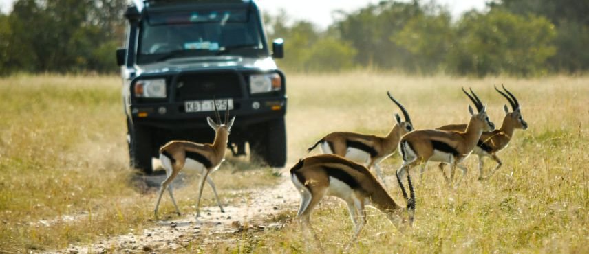Safari Kipekee (K)