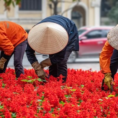 Vietnam Clásico II