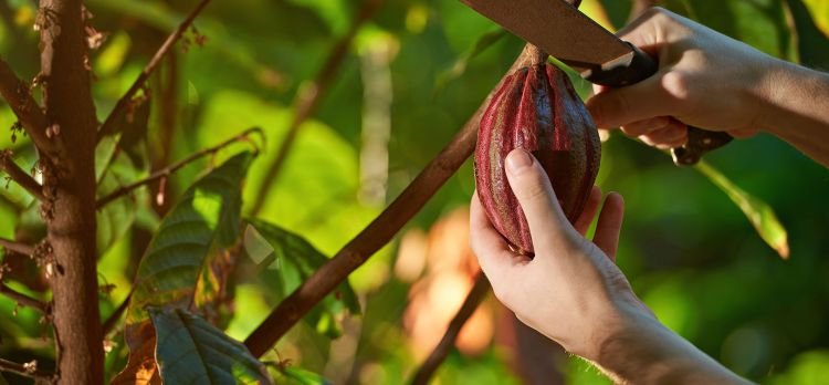 Costa Rica: Chocolate, Café y Playa 2026