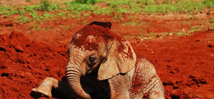 Safari Madoadoa Classic (K)