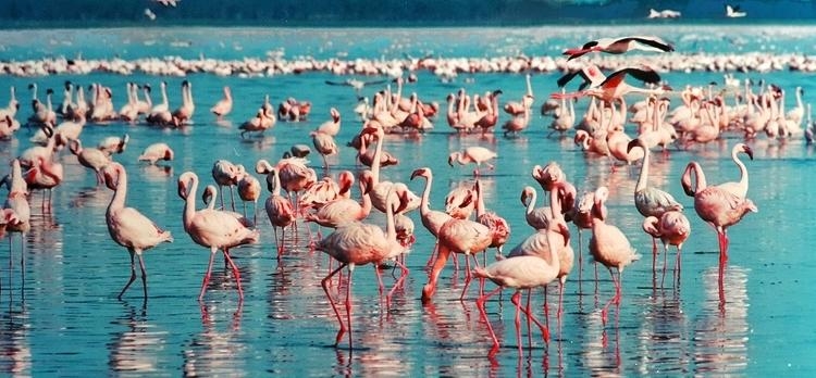 Safari Kongoni Superior 2022 (K)