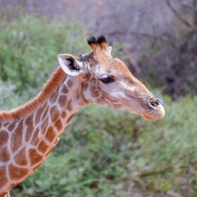 Shosholoza Pilanesberg
