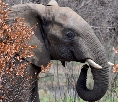 Pilanesberg National Park
