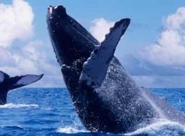 Ballenas, Isla, La Paz 2026