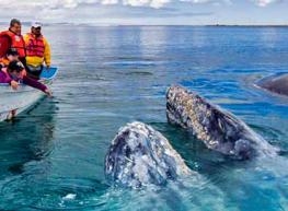 Ballenas, Cabo y La Paz 2026