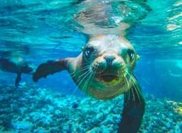 Semana ballenas 2026