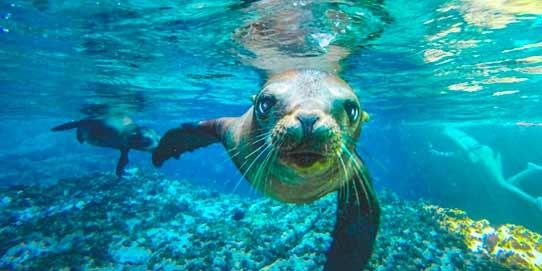 Semana ballenas 2026