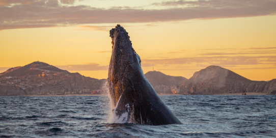 Viaje Ballenas 2026