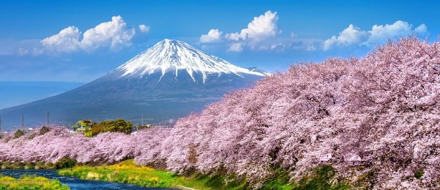 Temporada Sakura En Japón